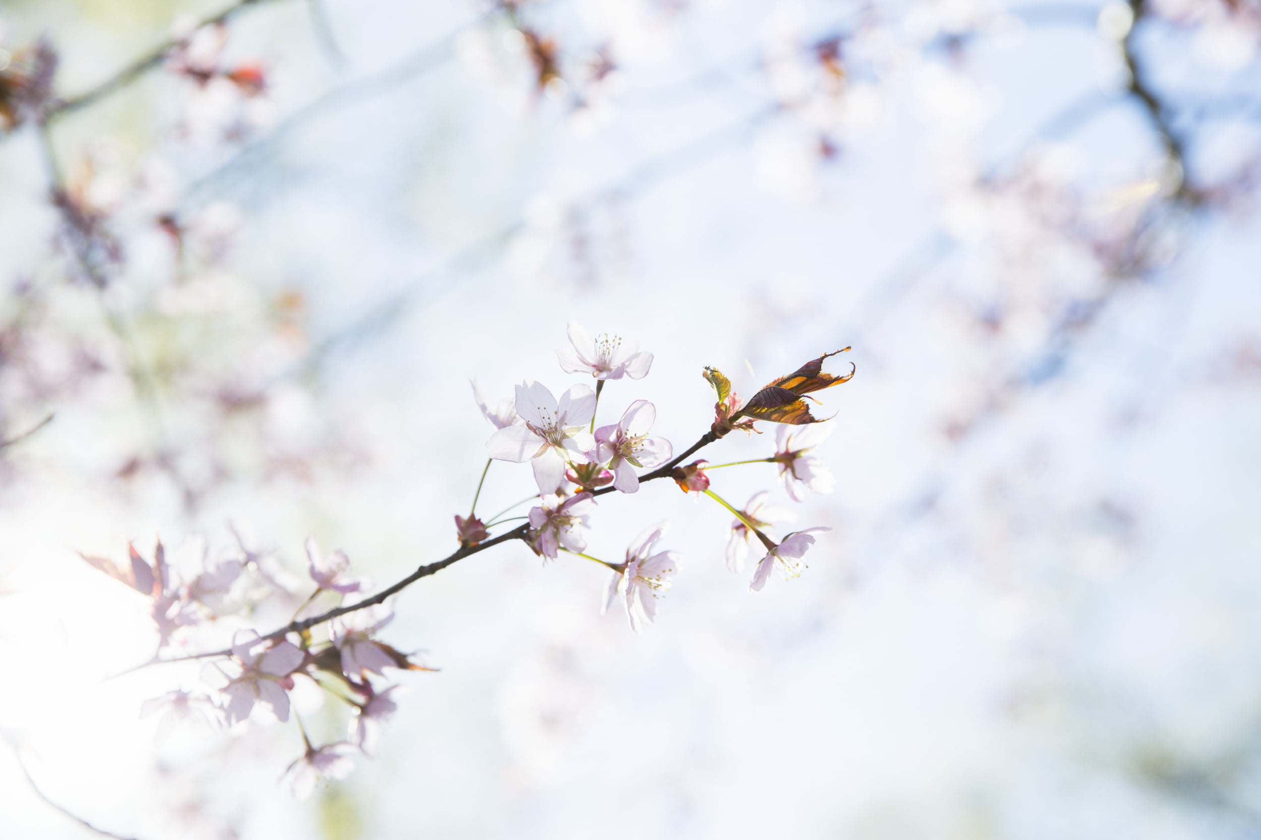 Gren med rosa blomster i solskinn