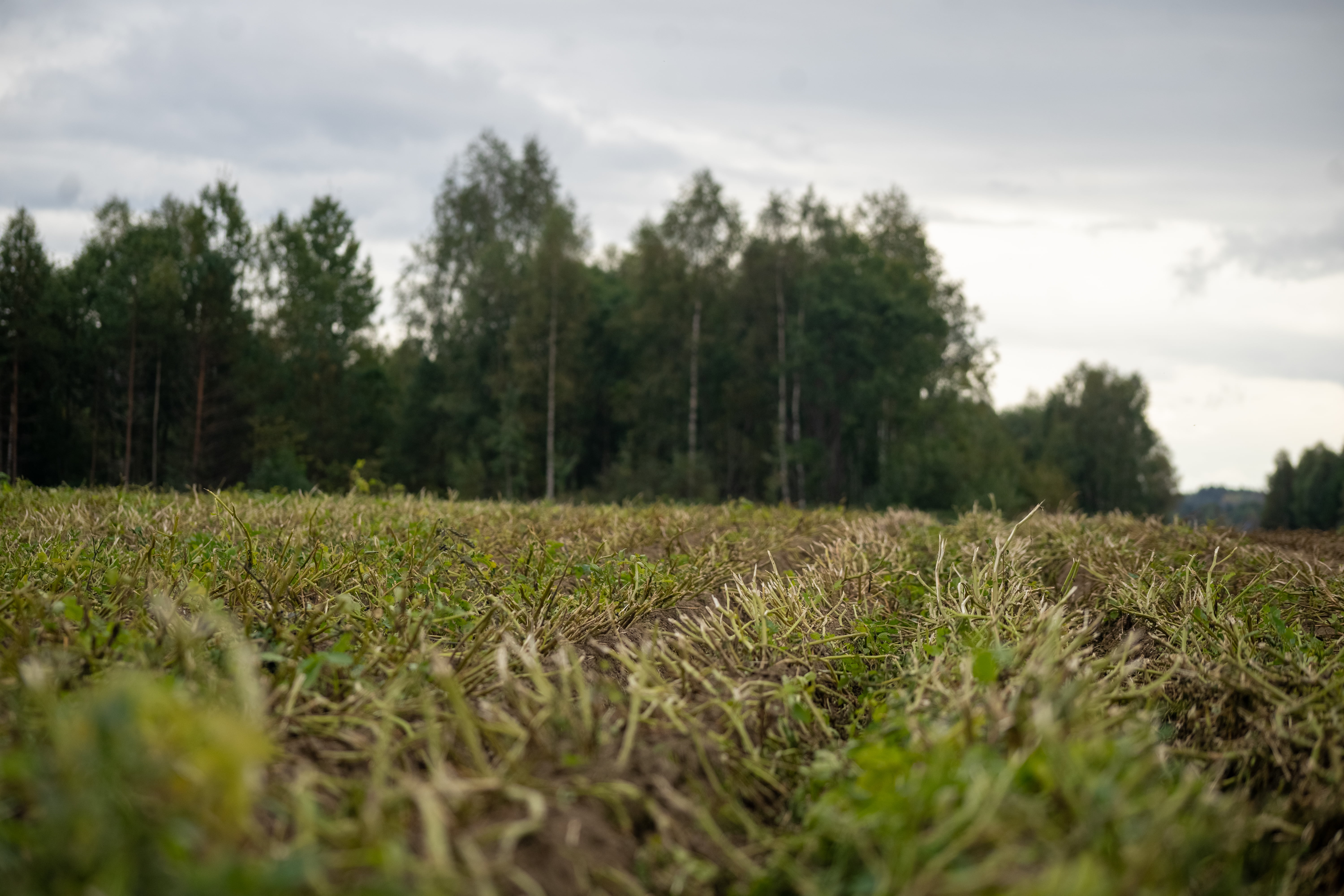 Høstet åker med visne planter og grønne trær i bakgrunnen under overskyet himmel.