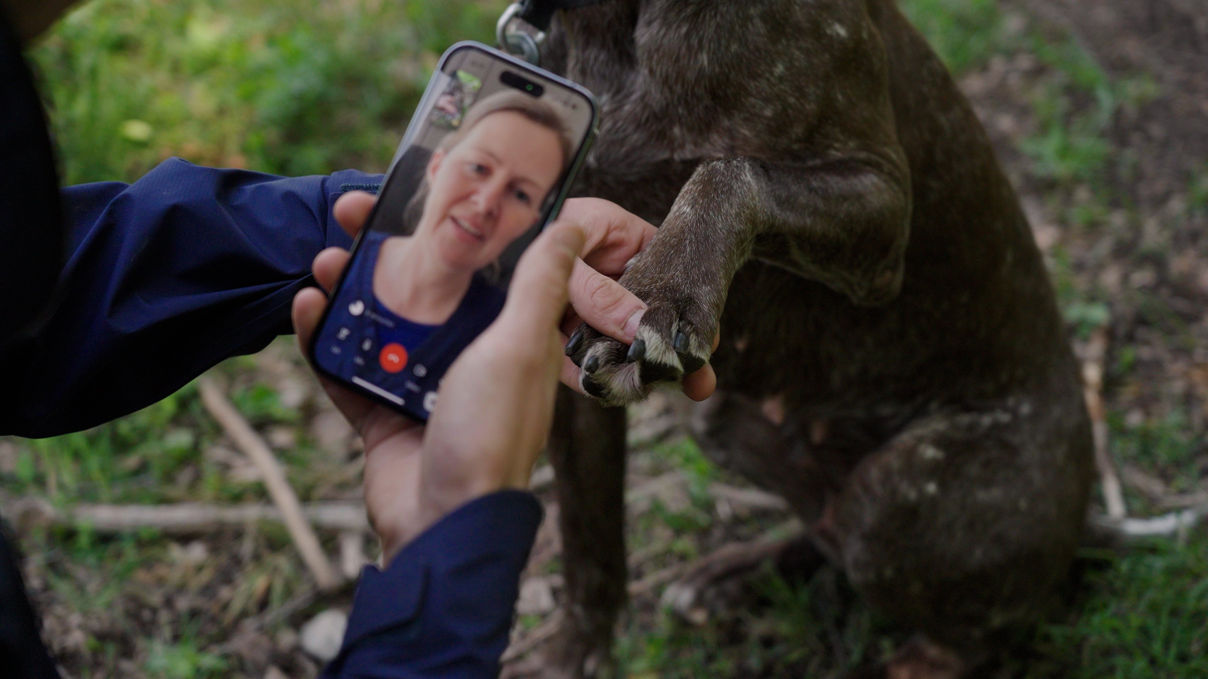Person i en skog peker mobilen mot poten til hunden sin under en videokonsultasjon med veterinær hos FirstVet.