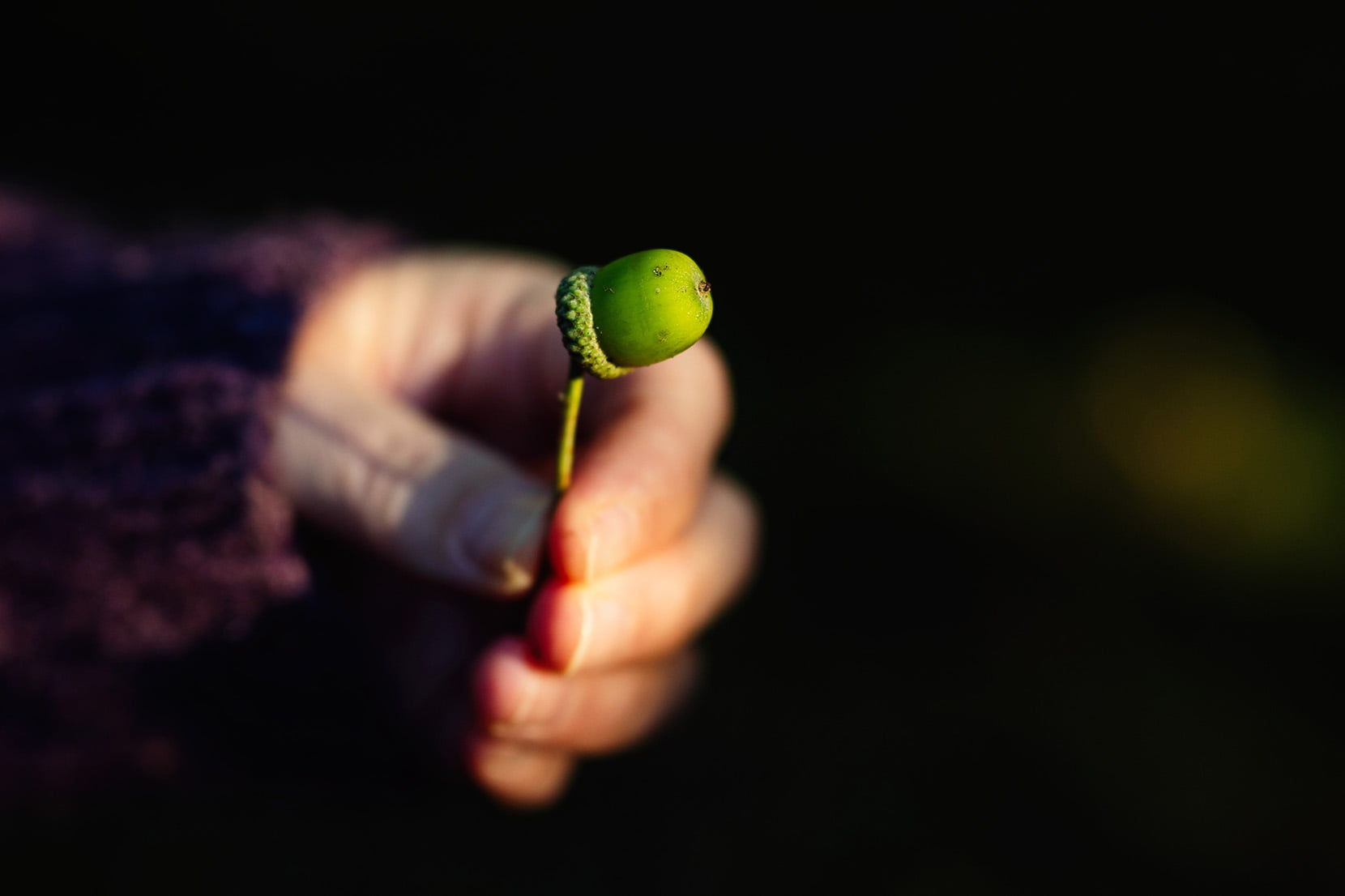 Nærbilde av en hånd som holder en eikenøtt